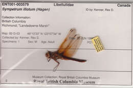 Image of Cardinal Meadowhawk