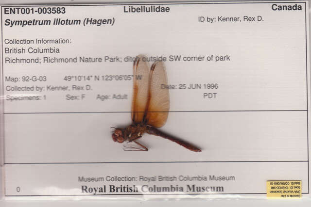 Image of Cardinal Meadowhawk