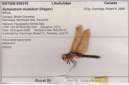 Image of Red-veined Meadowhawk