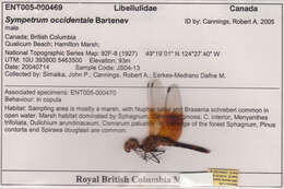 Image of Band-winged Meadowhawk