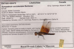 Image of Band-winged Meadowhawk