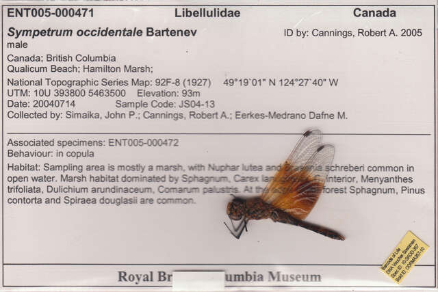 Image of Band-winged Meadowhawk