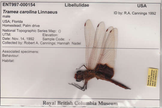 Tramea carolina (Linnaeus 1763) resmi