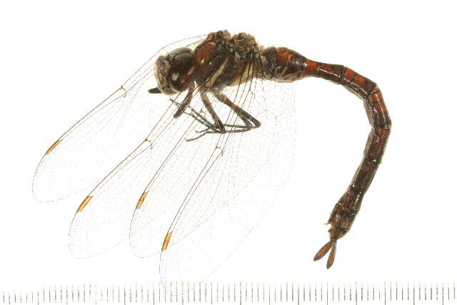 Image of Paddle-tailed Darner