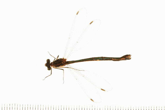 Image of Lestes Leach ex Brewster 1815