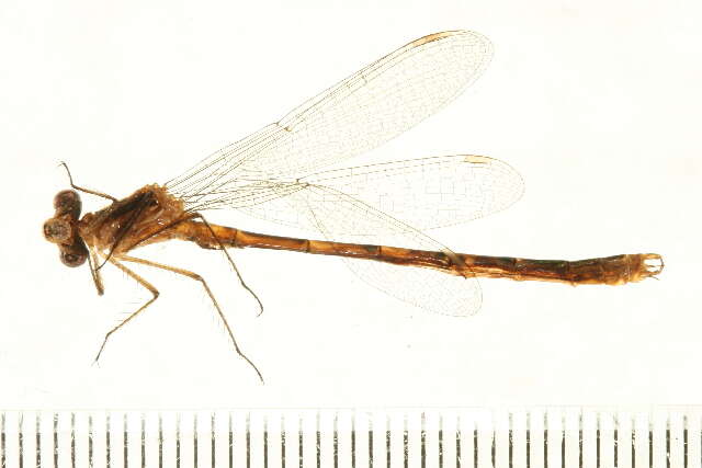 Image of Lestes Leach ex Brewster 1815