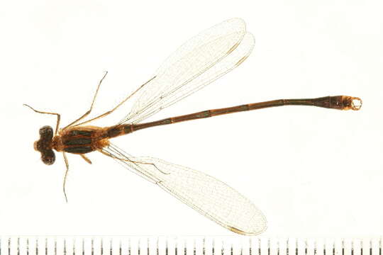 Image of Northern Spreadwing