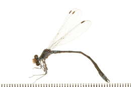 Image of Lestes Leach ex Brewster 1815