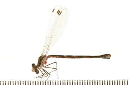 Image of Lestes Leach ex Brewster 1815