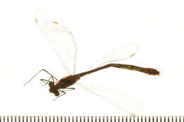 Image of Lestes Leach ex Brewster 1815