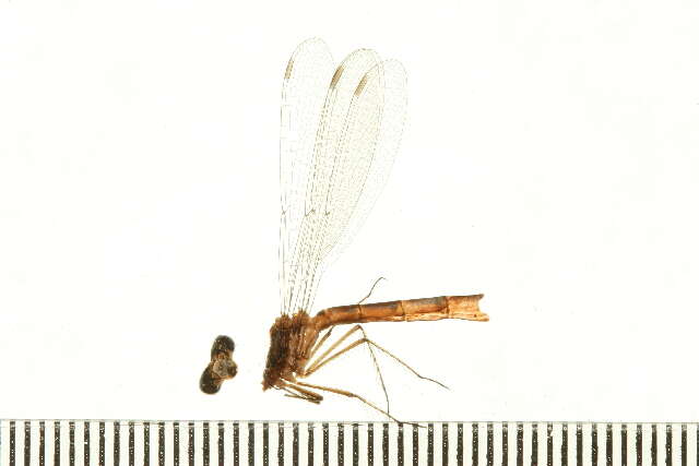 Image of Lestes Leach ex Brewster 1815