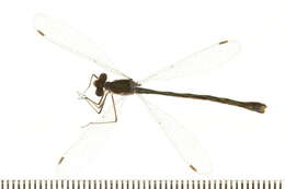 Image of Lestes Leach ex Brewster 1815