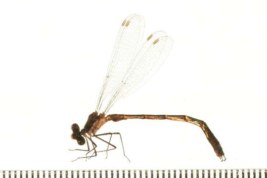 Image of Lestes Leach ex Brewster 1815