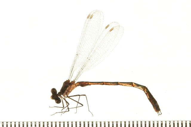 Image of Lestes Leach ex Brewster 1815