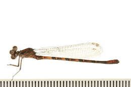 Imagem de Lestes congener Hagen 1861