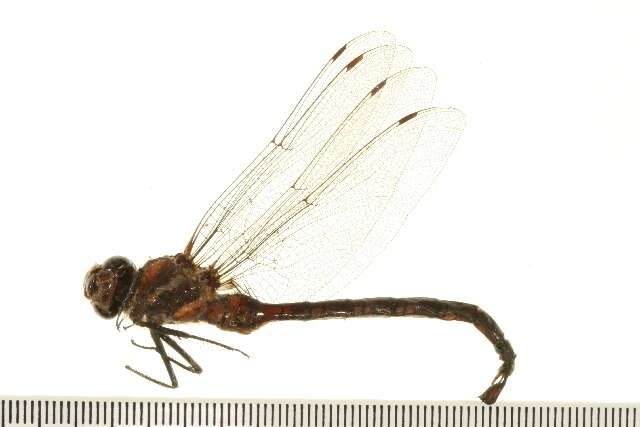 Image of Paddle-tailed Darner