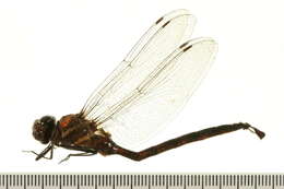 Image of Paddle-tailed Darner