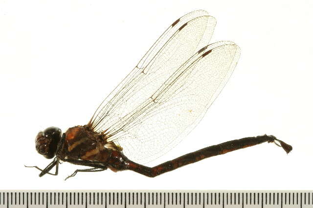 Image of Paddle-tailed Darner