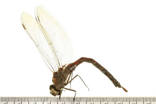 Image of Lake darner