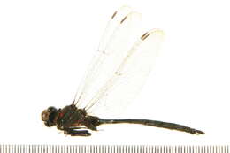 Image of Williamson's Emerald