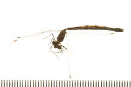 Imagem de Lestes congener Hagen 1861