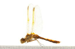 Image of Saffron-winged Meadowhawk