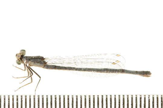 Image of Eastern Forktail