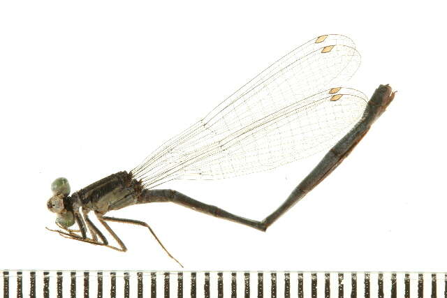 Image of Eastern Forktail