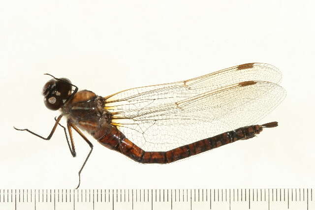 Image of Variable Darner