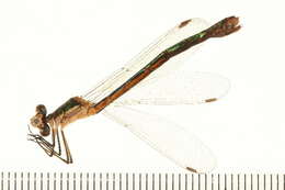 Imagem de Lestes dryas Kirby 1890