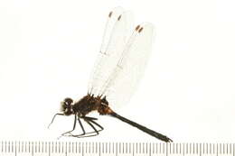 Image of Leucorrhinia Brittinger 1850