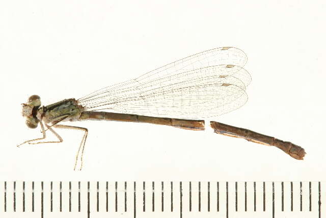 Image of Taiga Bluet