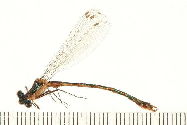 Imagem de Lestes dryas Kirby 1890