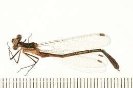 Imagem de Lestes dryas Kirby 1890