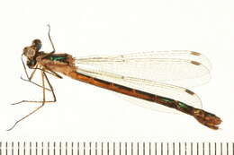 Imagem de Lestes dryas Kirby 1890