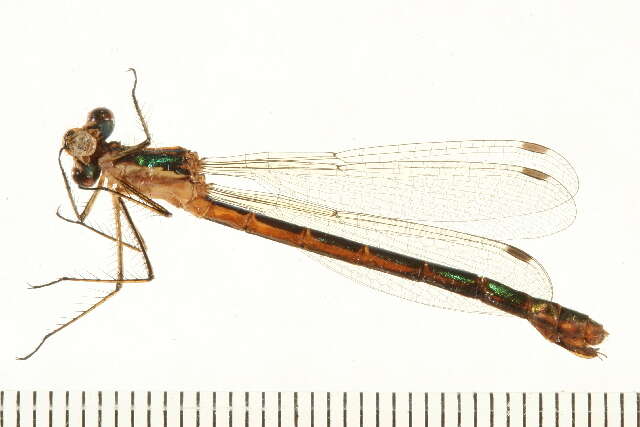 Imagem de Lestes dryas Kirby 1890