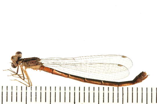 Image of Coenagrion Kirby 1890