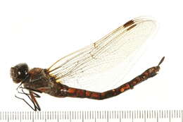 Image of Variable Darner