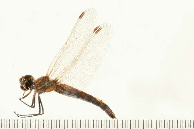 Image of Variegated Meadowhawk