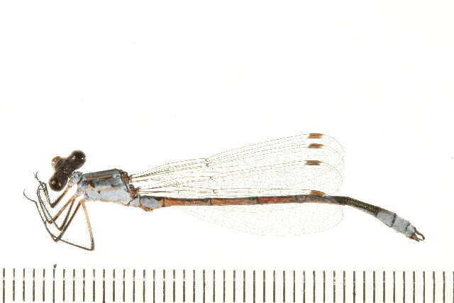 Plancia ëd Lestes unguiculatus Hagen 1861