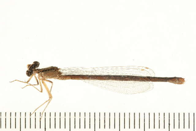 Image of Enallagma antennatum (Say 1840)