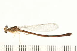 Image of Enallagma antennatum (Say 1840)