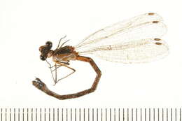 Plancia ëd Lestes unguiculatus Hagen 1861