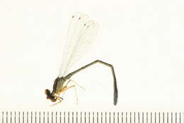 Image of Enallagma antennatum (Say 1840)