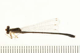 Image of Enallagma antennatum (Say 1840)