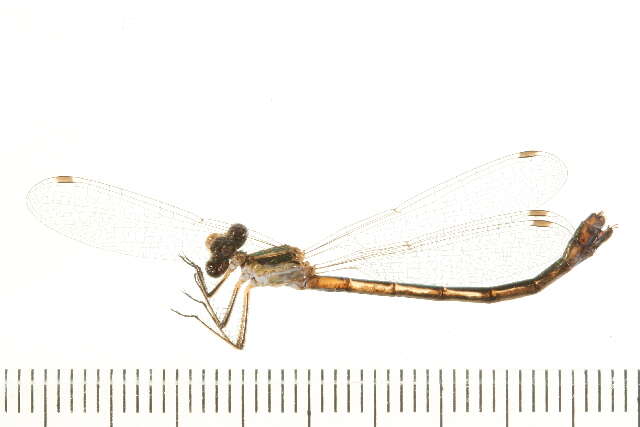 Image of Lyre-tipped Spreadwing
