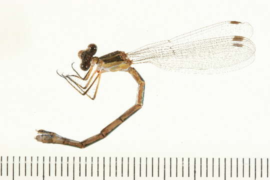 Plancia ëd Lestes unguiculatus Hagen 1861