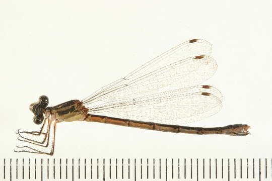 Image of Lyre-tipped Spreadwing