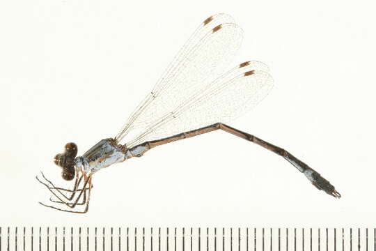 صورة Lestes unguiculatus Hagen 1861