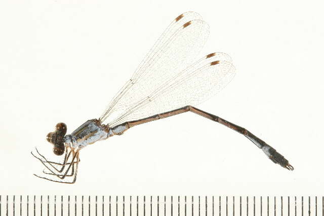 Image of Lyre-tipped Spreadwing